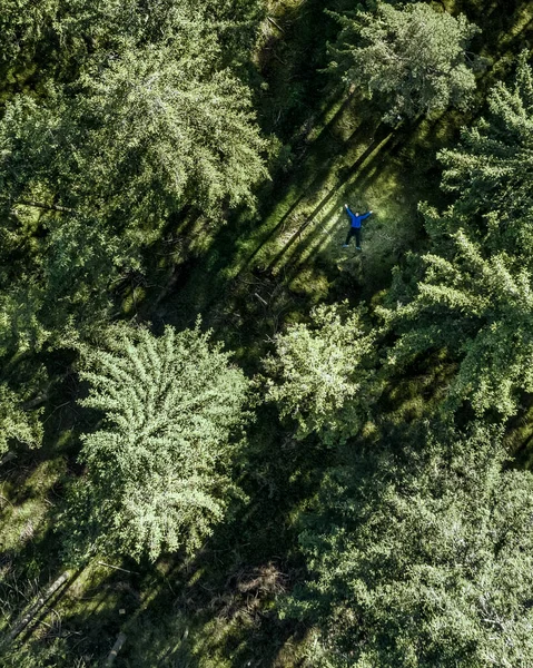 Top view at green trees of a forest in summer. — Stock Photo, Image