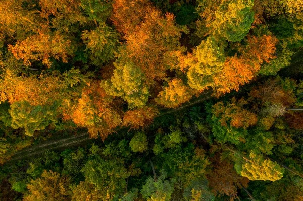 Top view of colorful trees in fall season, beauty in nature. — Stock Photo, Image