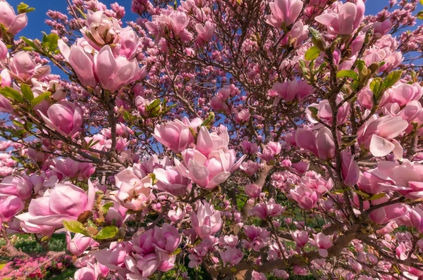 Cherry Blossom boom makro shot met kleurrijke roos. — Stockfoto