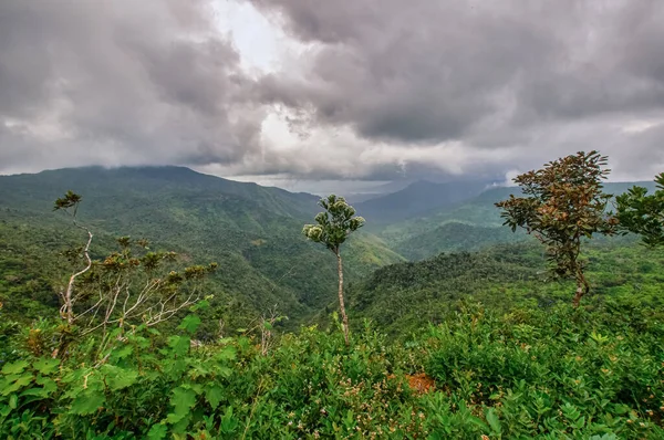 Vista Selva Tropical Mauricio Parque Nacional Las Gargantas Del Río — Foto de Stock