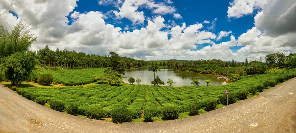 Маврикий Буа Шери Панорамное Фото Знаменитой Чайной Плантации — стоковое фото