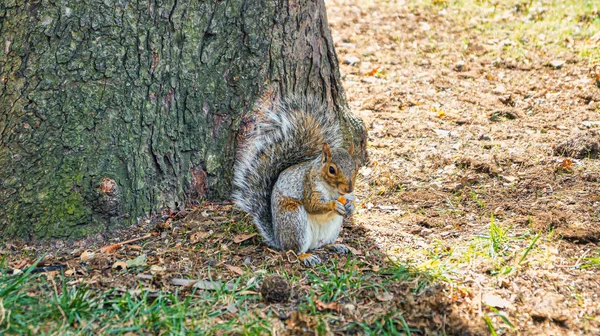 Esquilo Bonito Está Comendo Uma Noz Sentando Fundo — Fotografia de Stock