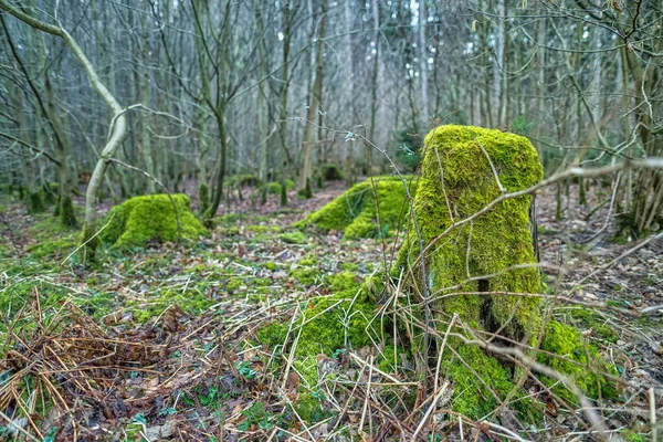 En grön mossig trädstam mitt i en skog. — Stockfoto