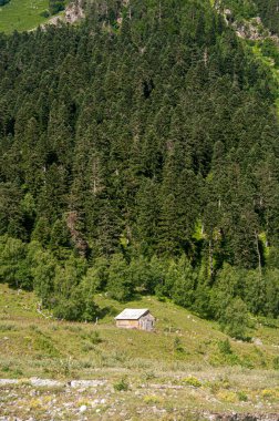 Arkhyz dağlarındaki orman