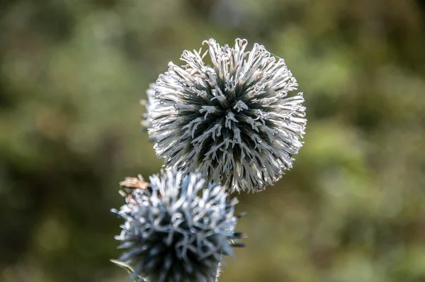 Été Soleil Soif Guêpe — Photo