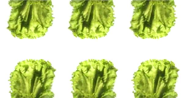 Lettuce Salad Spinning Rotating Isolated White Background Food Suspended Air — Stock Video