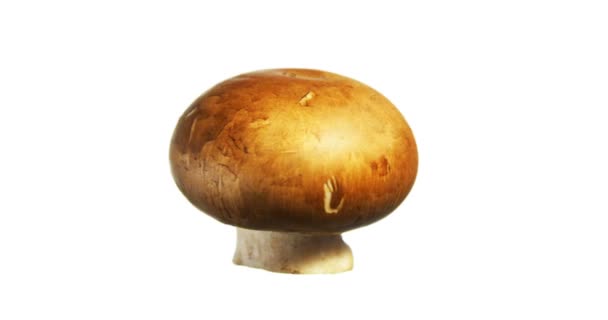 Champignon Brown Spinning Rotatif Isolé Sur Fond Blanc Suspendu Dans — Video