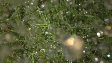 Hayalet ve Laowa'da Orman'da Yere Düşen Sağanak Yağmur