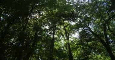  Yeşil Ağaçlar ve Sun Shining Profil Pov Görünümü ile Orman Yolu üzerinden Sürüş