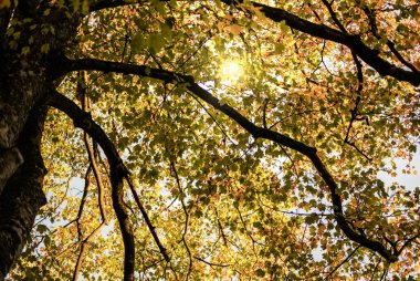 atmosferik ışık sonbahar yaprakları