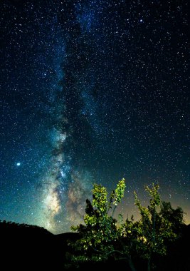 Samanyolu yıldızları ön planda ağaç ile dikey fotoğrafçılık