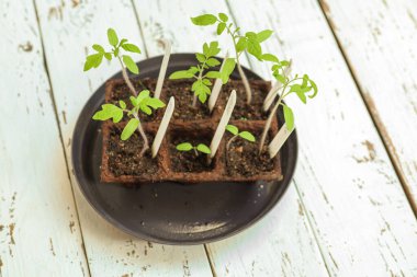 Beyaz ahşap masanın üzerinde beyaz etiketli tohumlardan filizlenen turba kaplarında farklı türde domates filizleri. Bahçe işleri ve bahar bitkileri bahçe konseptinde