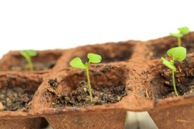 Genç, yeşil fesleğen filizleri turba kaplarında filizlenmişti. Beyaz arka planda tohumlar filizlenmişti. Bahçe bitkilerinin bahçıvanlık konsepti.