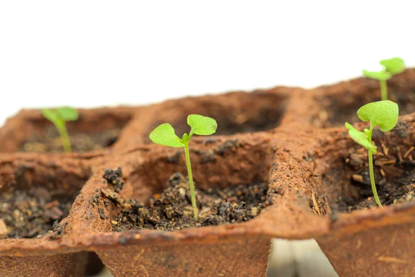 Genç, yeşil fesleğen filizleri turba kaplarında filizlenmişti. Beyaz arka planda tohumlar filizlenmişti. Bahçe bitkilerinin bahçıvanlık konsepti.
