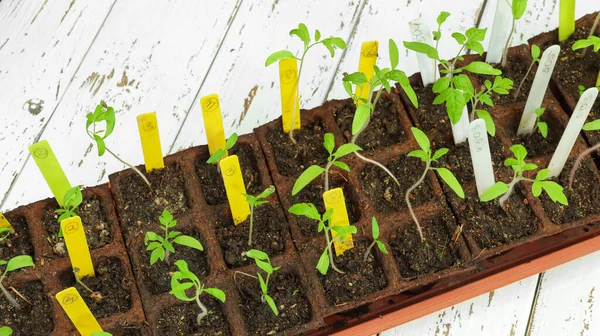 Young bright green sprouts of different varieties of tomato in peat pots which were sprouted from seeds with white and yellow tags, on the white wooden table. Gardening and spring plantings in the garden concept