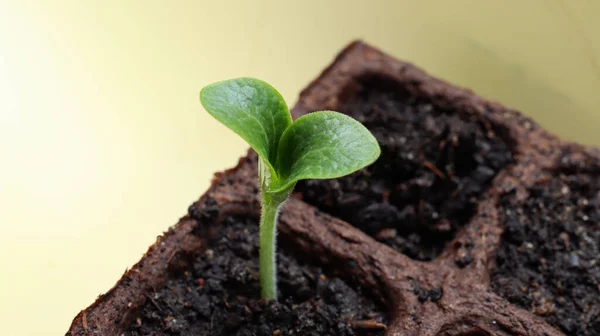 Young bright green sprout of zucchini, sprouted from seed, in peat pot with blue tag on a light background, the concept of gardening and spring plantings in the garden