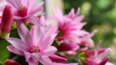 Bir yaz bahçesinin bulanık arka planında çiçek açan elmacık çiçeği Schlumbergera