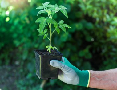 Eldiven giymiş bir adamın elinde tencerede domates tohumu, baharda baharda bahçe işleri hobi ve doğal gıda konsepti vardır.