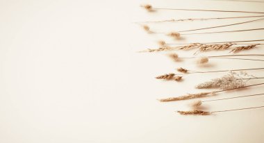 Doğal tarla bitkileri, beyaz arka planda izole edilmiş güzel dekoratif çiçek kompozisyonu, düzlük, üst manzara..