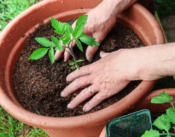 Genç yeşil domatesleri saksının içine eken adamın elleri, yakın plan, bahar baharı bahçe işleri hobi ve doğal gıda konsepti.