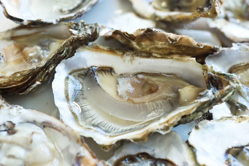 Opened oysters on the white plate, close-up