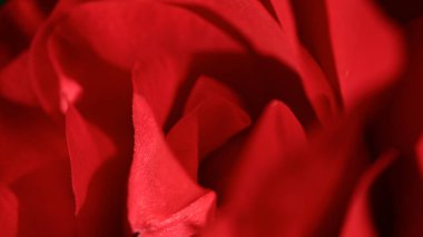 Soyut doğal arkaplan olarak parlak kırmızı gül tomurcuklanmasının makro görüntüsü