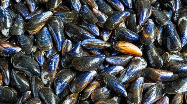 Fransa 'nın Normandiya kentindeki deniz ürünleri pazarından taze çiğ organik midye.