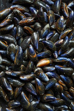 Fransa 'nın Normandiya kentindeki deniz ürünleri pazarından taze çiğ organik midye.