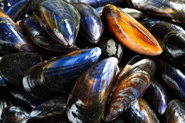 Fransa 'daki deniz ürünleri pazarında taze çiğ organik midyeler.