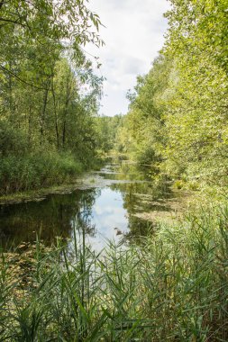 Rusya 'nın Moskova bölgesindeki Noginsk bölgesinde ormanlı küçük bir göl.