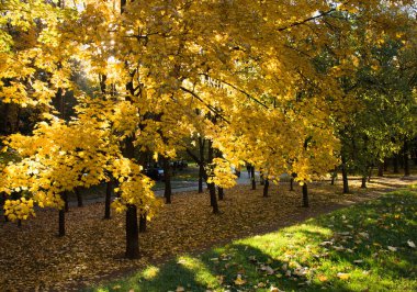 Sonbahar. Sarı yapraklar ve yeşil çimenler. Kontre-jour ışığı