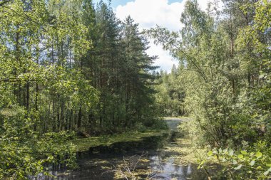 Moskova Noginsk bölgesinde siyah su ve ormanlı küçük bir göl.