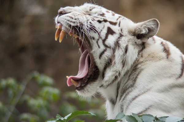 Белый Тигр Московском Зоопарке — стоковое фото