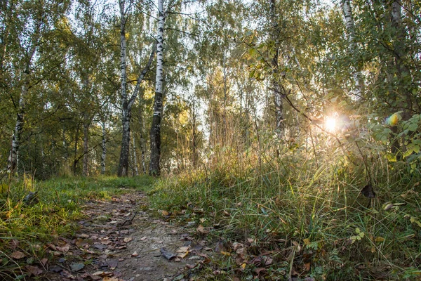 Salida Del Sol Bosque Región Moscú Rusia — Foto de Stock