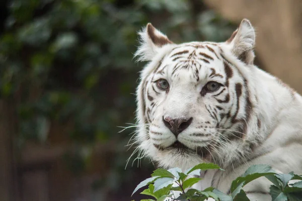 White Tiger Moscow Zoo Russia Royalty Free Stock Images