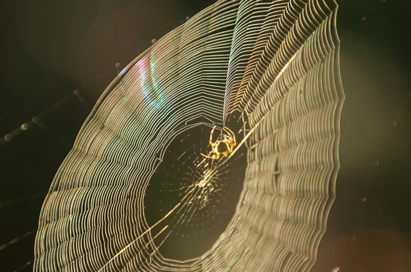 Bela Teia Aranha Com Uma Aranha Seu Centro — Fotografia de Stock