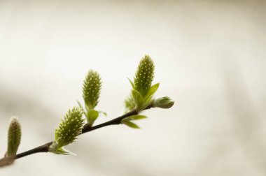 Catkins, Salicaceae familyasına ait olan tükürük türünün karakteristik söğüt söğütlerine dayanır. Beyaz bulanık arkaplanda izole edilmiş