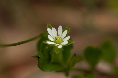 Bitkilerin bulanık arka planında yakın plan beyaz tarla çiçeği