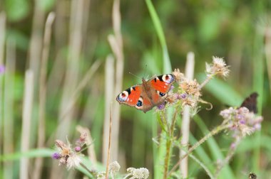 Rusaka tavus kuşu (Aglais io) - rusakowate familyasından bir kelebek türü.
