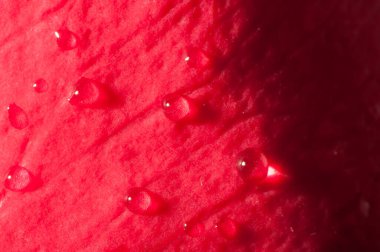 kırmızı gül yapraklarının üzerine siyah arkaplan üzerine çiğ damlaları düşer.