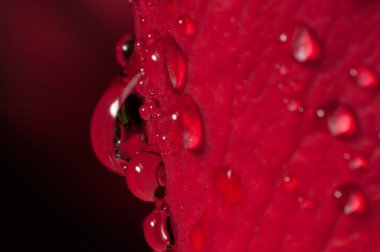 kırmızı gül yapraklarının üzerine siyah arkaplan üzerine çiğ damlaları düşer.