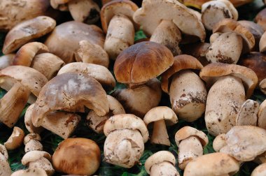 Boletus mantarı koleksiyonu. Ormanda yeni hasat edilmiş.