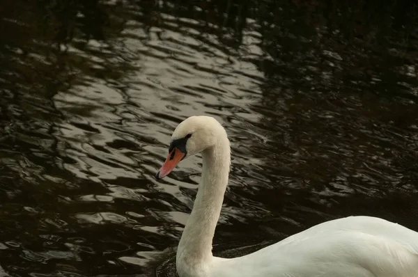 Cisne Blanco Solitario Sobre Fondo Oscura Arrugada Superficie Del Lago —  Fotos de Stock