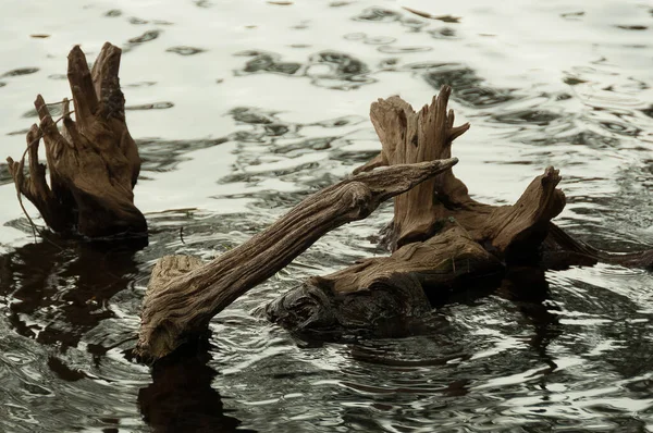 dry tree trunks sunk in the waters of the lake