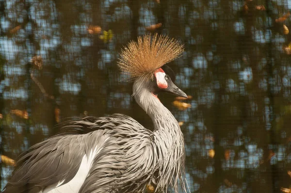 Gru Corona Grigia Balearica Regulorum Regulorum — Foto Stock