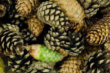 Üst manzara, kozalaklı, taze kozalaklı kozalaklar, şenlikli, güz ikliminde çam ağaçları, arka plan kadar mükemmel, duvar kağıdı, mevsimlik tebrik kartı