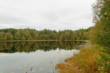 Göl kıyısındaki sonbahar ormanının manzarası
