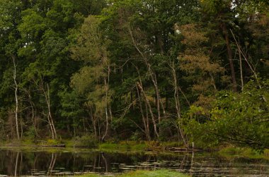 Czarne Gölü, Pomeranya Voyvoda, Polonya, gölün kuzey körfezi sonbahar bornozlarıyla kaplı ağaçlarla kaplı.