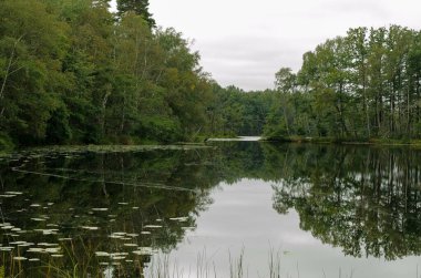 Kara Göl, Pomeranya Voyvoda 'sı, Polonya, Kara Göl sularının bir parçası olan iki ormanın arasında dar bir bölge.