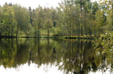Pomeranya Voyvoda 'sında, Polonya' da, sakin bir su derinliğindeki, lepe gölündeki yoğun ormanlık bir sahilin ayna görüntüsü